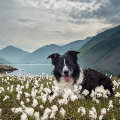 собака одуванчики горы озеро