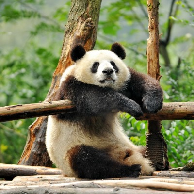 панда бревна