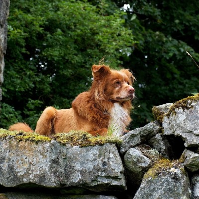 собака камни на камнях лежит