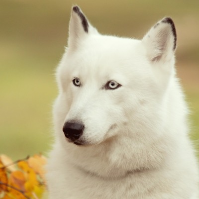 собака белый пес