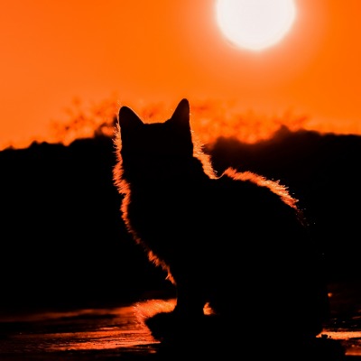 котенок силуэт солнце закат