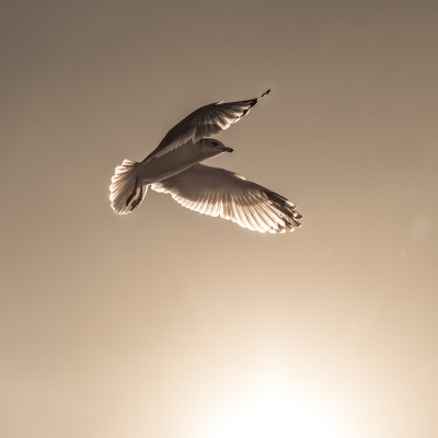птица чайка полет солнце