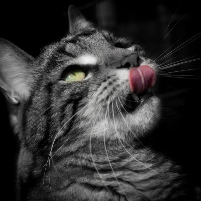 кот морда серый язык