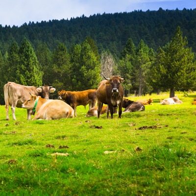 коровы пастбище поляна деревья