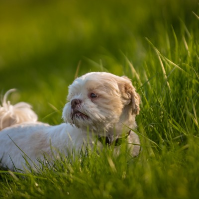 собака трава луг