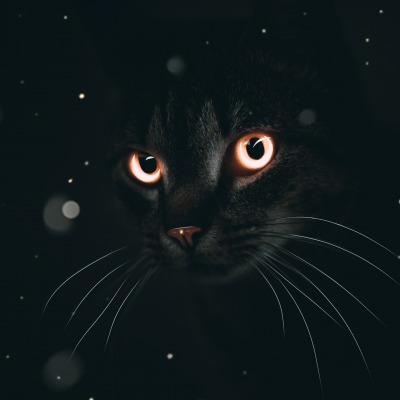 кот черный взгляд глаза свечение усы черный фон
