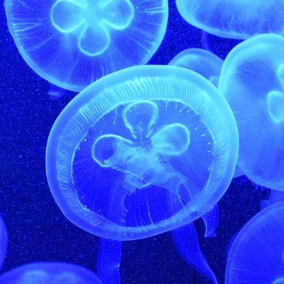 медузы глубина океан