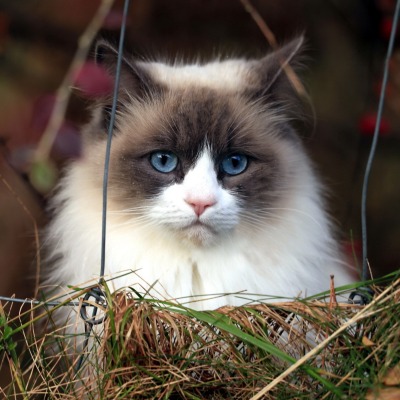 кот пушистый голубые глаза