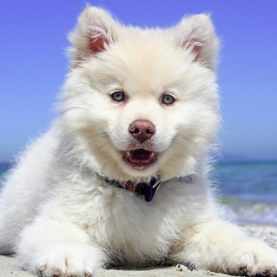 собака белый пес берег щенок пушистый