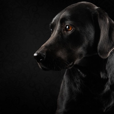 собака черный пес морда