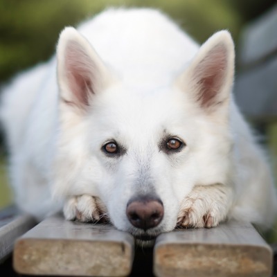 собака белый пес на лавке