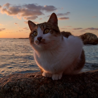 кот закат море камень