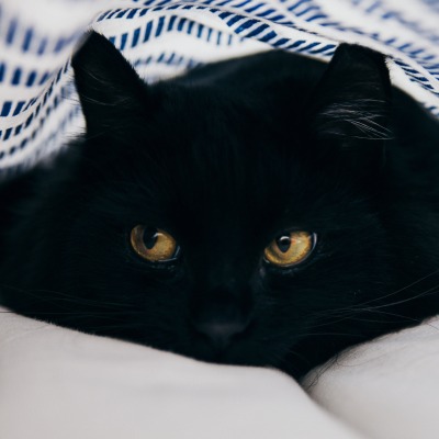 кот черный под одеялом лежит притаился