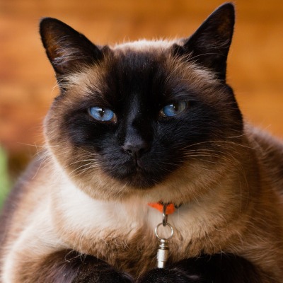 кот сеамский взгляд голубые глаза