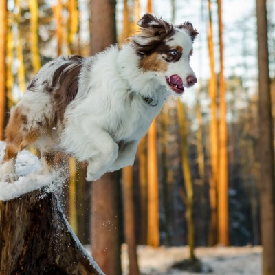 собака пень лес прыжок