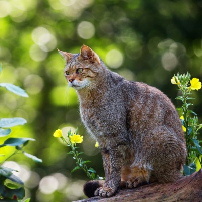 кот зелень листья трава