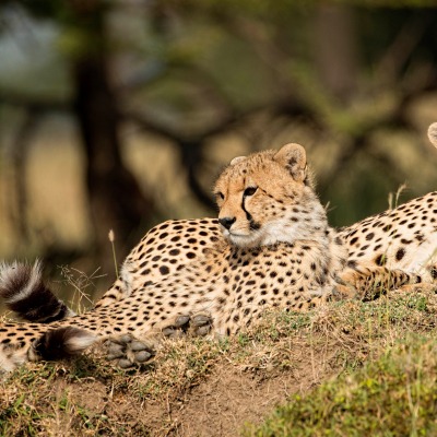 гепард хищник лежит на земле