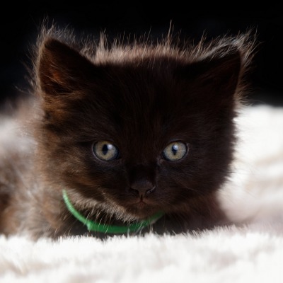 котенок черный пушистый мордочка