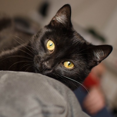 кошка черная взгляд
