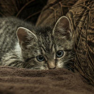 котенок одеяло плед коричневый