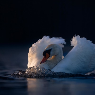 лебедь водоем птица