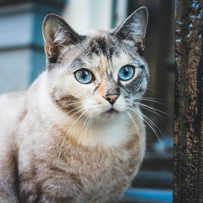 кот сеамский голубые глаза