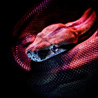 змея красная кожа голова