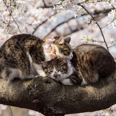 коты дерево ветка любовь