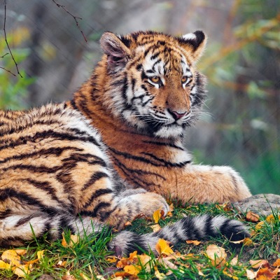 тигр лежит трава листья осень