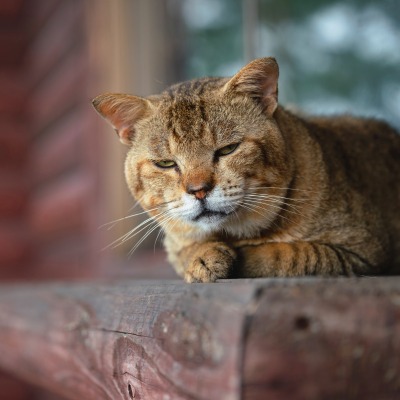 кот морда лежит бревно подоконник