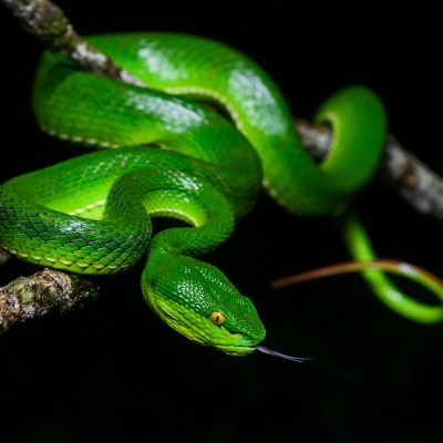 змея ветка зеленая хвост чешуя