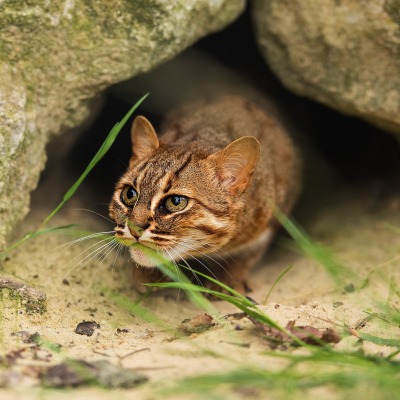 кот камень пещера ржавая кошка пятнистая