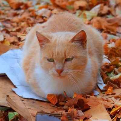 кот рыжий листья осень