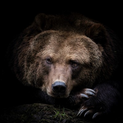 медведь бурый морда черный фон лежит