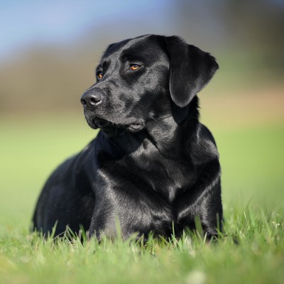 собака лужайка черный лабрадор трава лежит