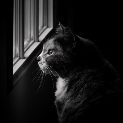 кот серый морда у окна