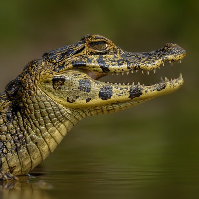 крокодил рептилия