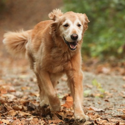собака золотистый ретривер пес бежит бегущий