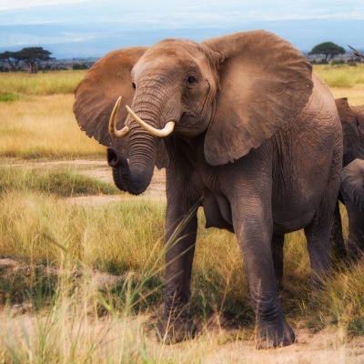 слоны африка саванна