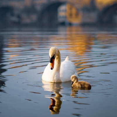 лебедь малыш вода мама