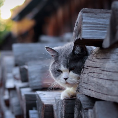 кошка лето деревня дрова вечер
