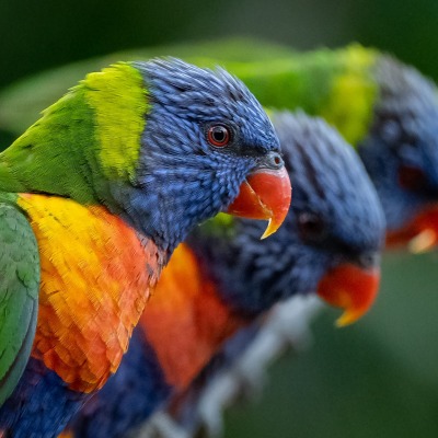 попугаи клюв крупный план на ветке