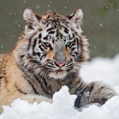 тигр белый на снегу лежит