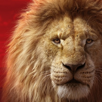 лев львенок звери морда грива