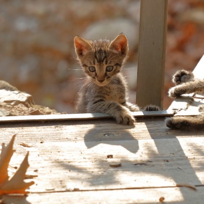 котята листья терасса