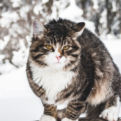 кот снег пушистый зима