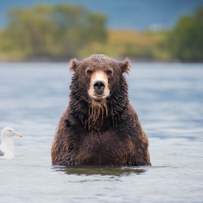 медведь бурый в озере чайки водоем