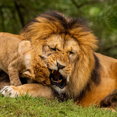 лев львенок грива хищник лежит