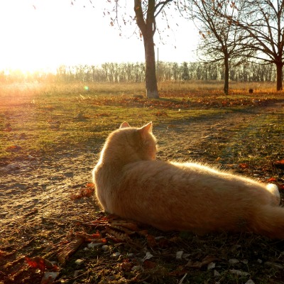 кошка осень деревья