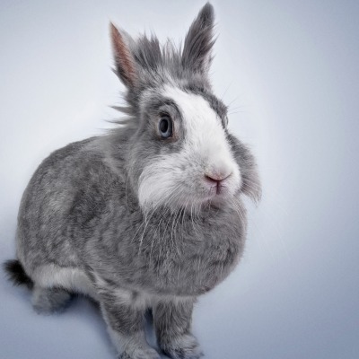 кролик животное уши пушистый серый фон